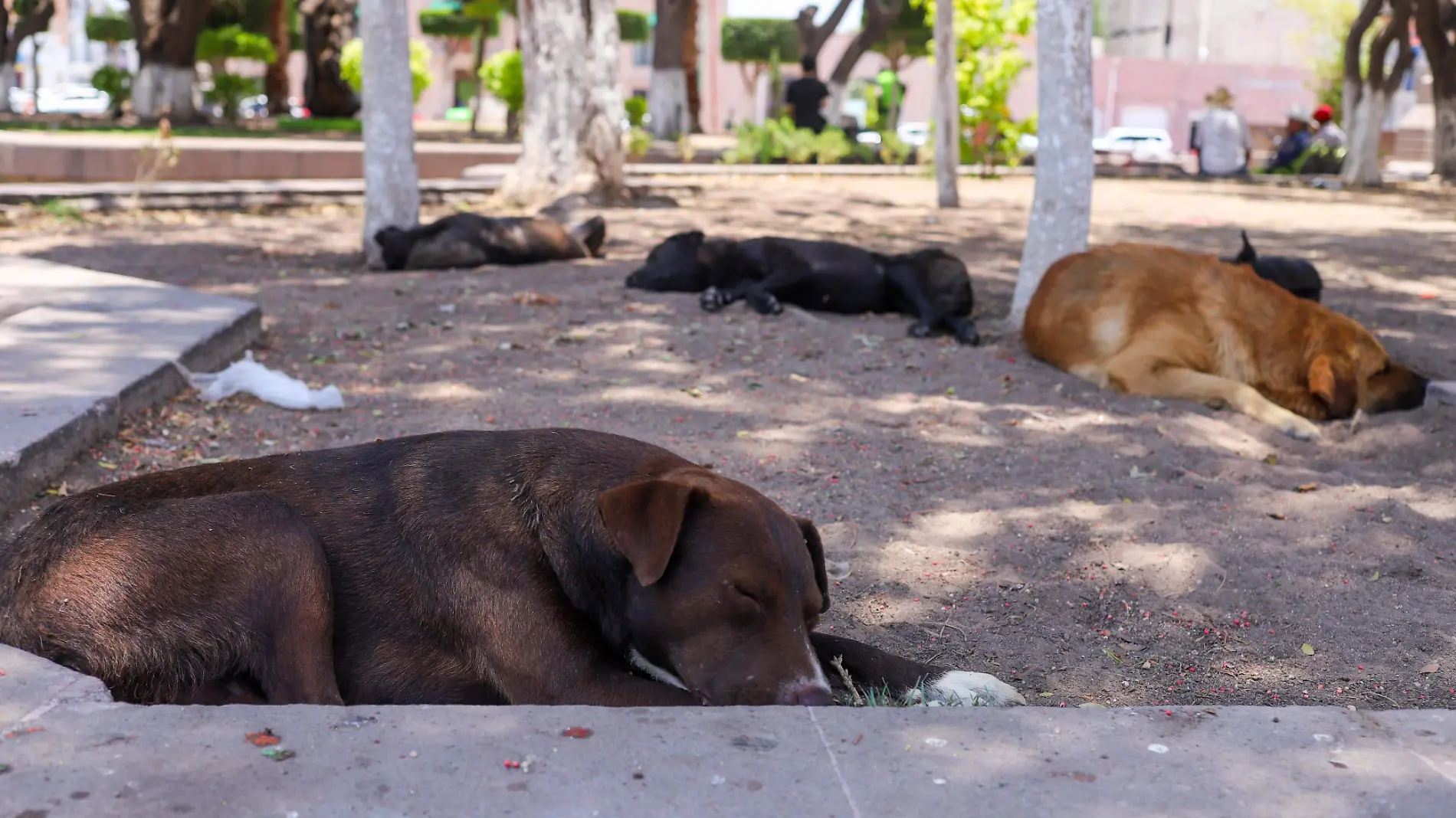 Perros, Soledad